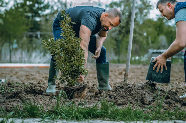 Tree Service Company in Edwardsville, KS